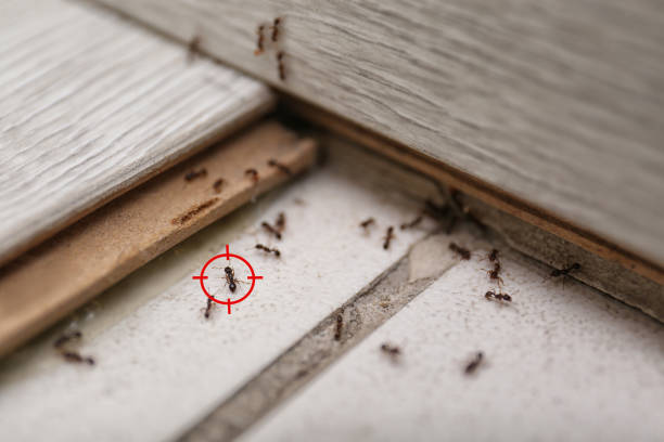 Best Best Pest Control Companies  in Dunlap, OH